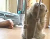 Loris