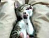 Ecstacy Cat