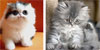 Kitten Club